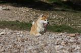 AKITA INU 264